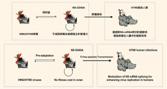 H7N9 virus carries the NS-G540A mutation, which allows the virus to replicate in mammalian cells and circulate efficiently in avian hosts. 